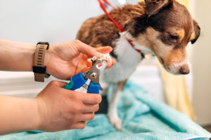 Trim Pet Nails Periodically