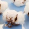 cotton